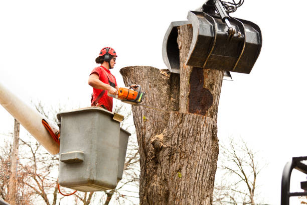 How Our Tree Care Process Works  in  Redland, TX